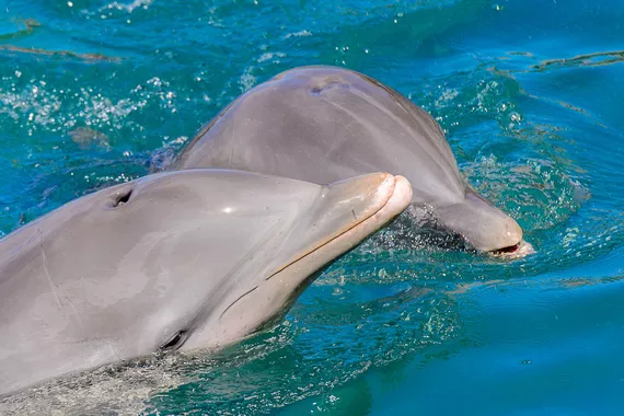 Nado com Golfinhos na Isla Mujeres - Cancún