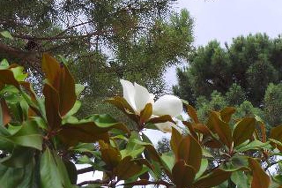 foto-1