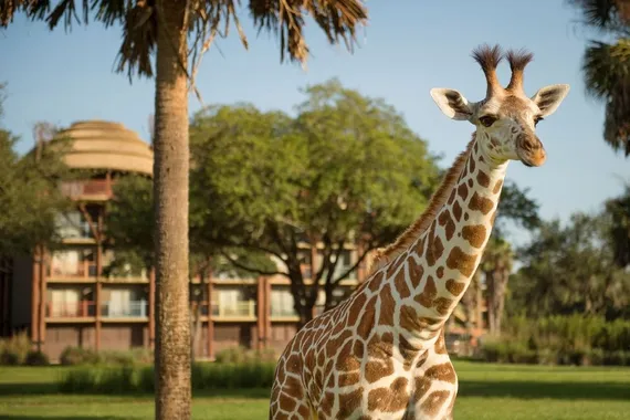 Disney's Animal Kingdom Lodge - Hotel Disney