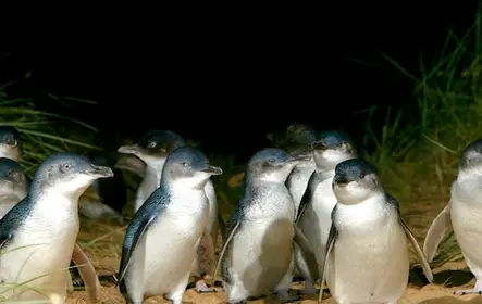 Desfile de pingüinos + Parque de vida silvestre Moonlit Sanctuary: excursión de un día desde Melbourne