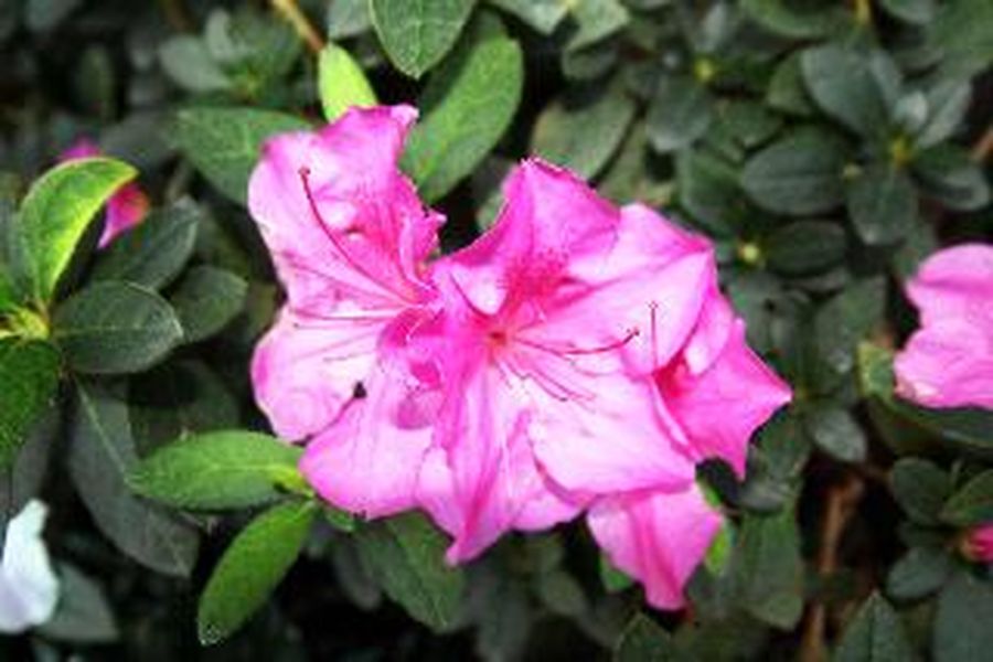 photo-3